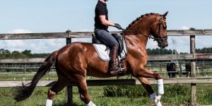 header-horses-for-sale