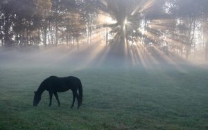 hd-paarden-wallpaper-met-een-zwart-paard-in-het-weiland-met-een-opkomende-zon-achtergrond-foto