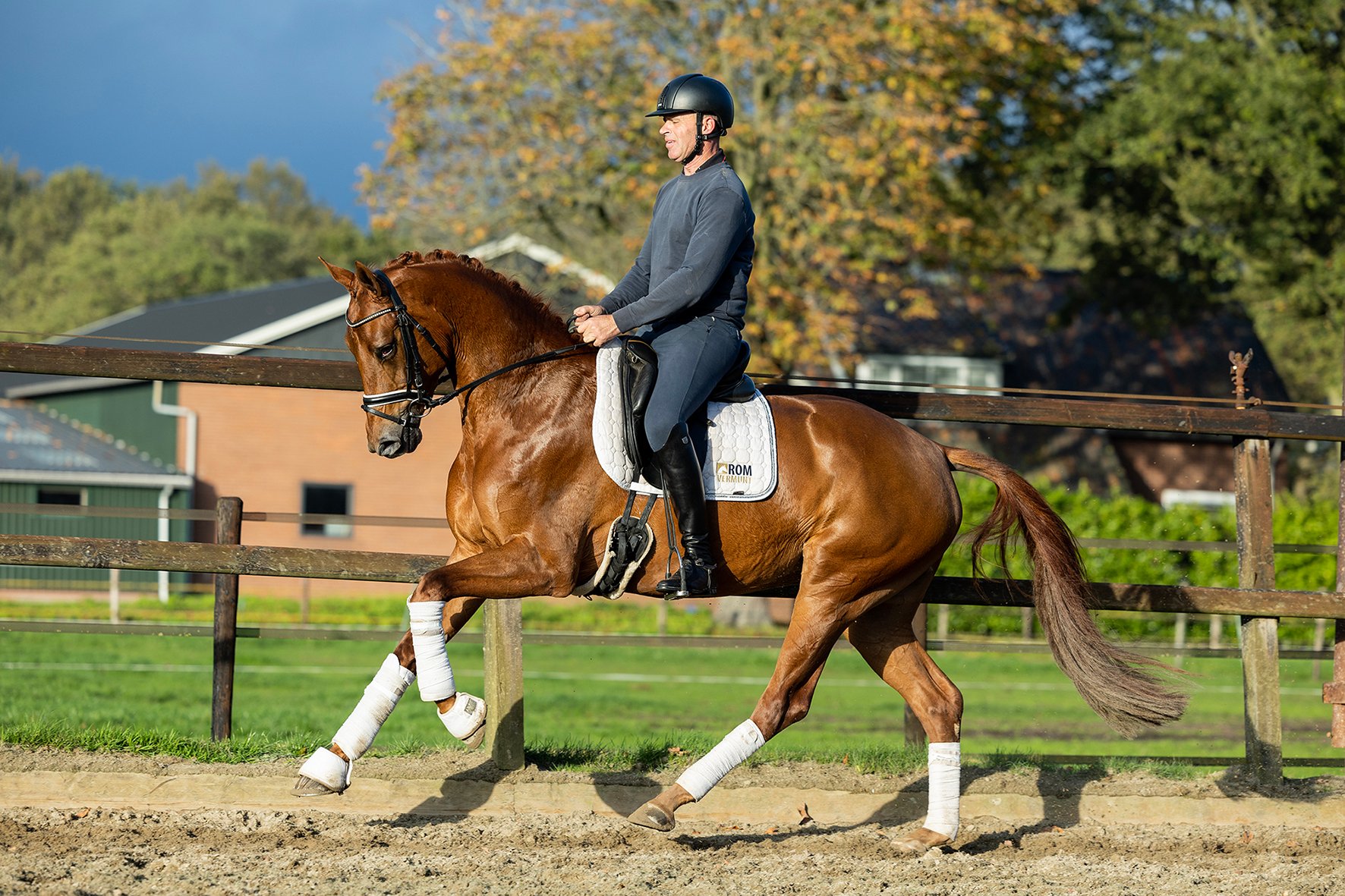 130A1630 RD Horses For Sale