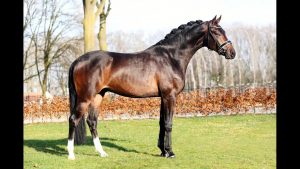 Romanov x Sandro Hit – Stallion, 164cm, 2019 – Vimeo thumbnail