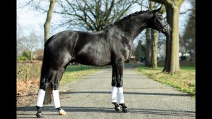 Furst Dior x Zonik – Stallion, 168cm, 2020 – Vimeo thumbnail