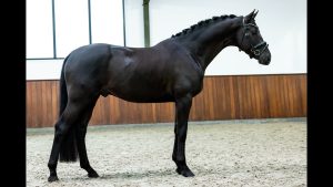 Morricone x Donnerball – Stallion, 168cm, 2019 – Vimeo thumbnail