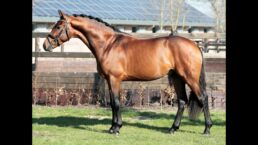 Valverde x Ferro – Stallion, 165cm, 2020.mp4 – Vimeo thumbnail