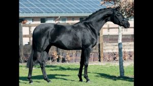 Millenium x Sir Donnerhall- Stallion, 166cm, 2020 – Vimeo thumbnail