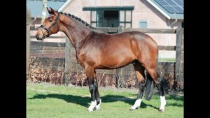 Vaderland x Capri Sonne – Stallion, 164cm, 2020 – Vimeo thumbnail