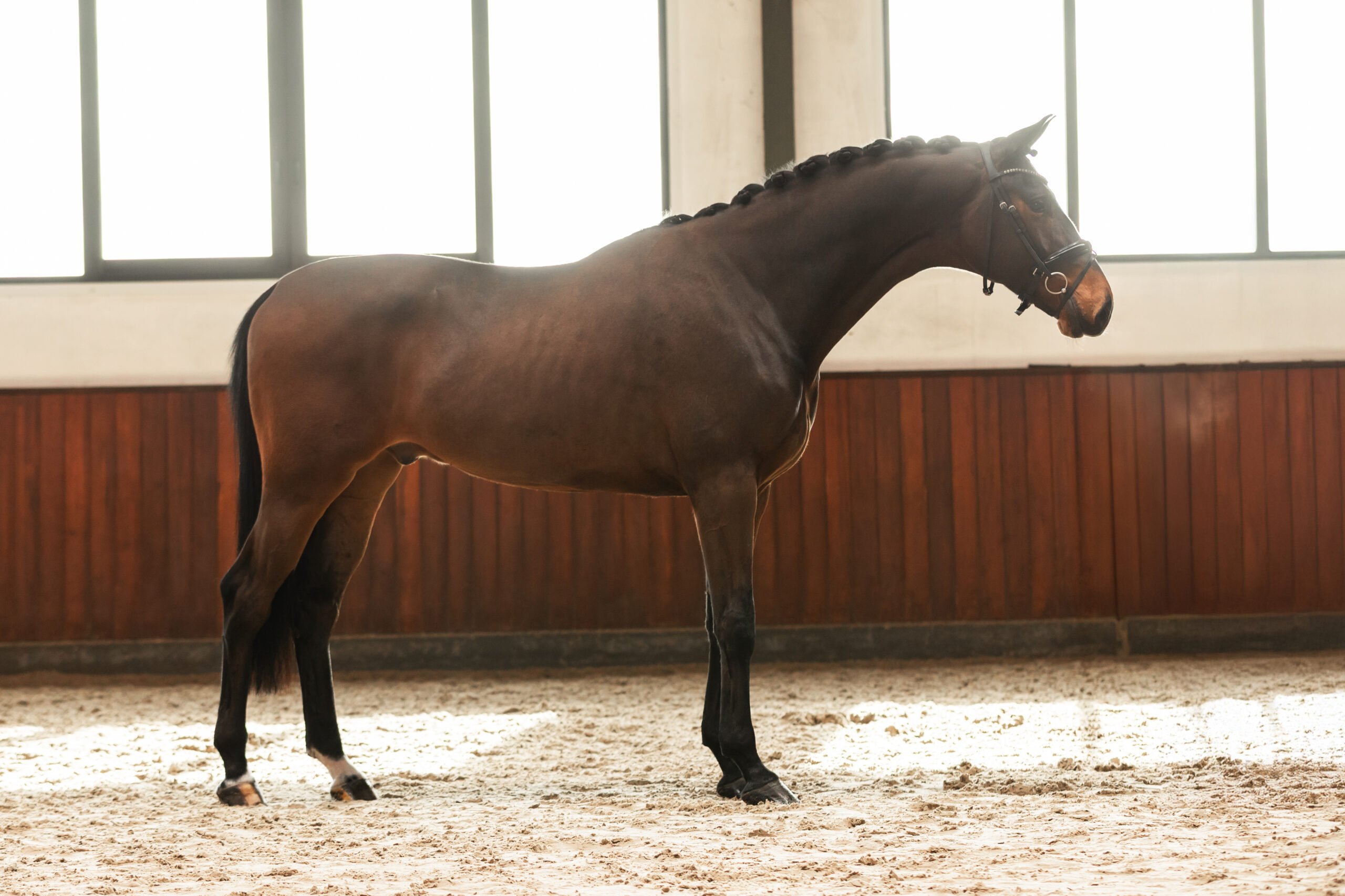 RDHorses-FemkeAniekdeLaat-30 4