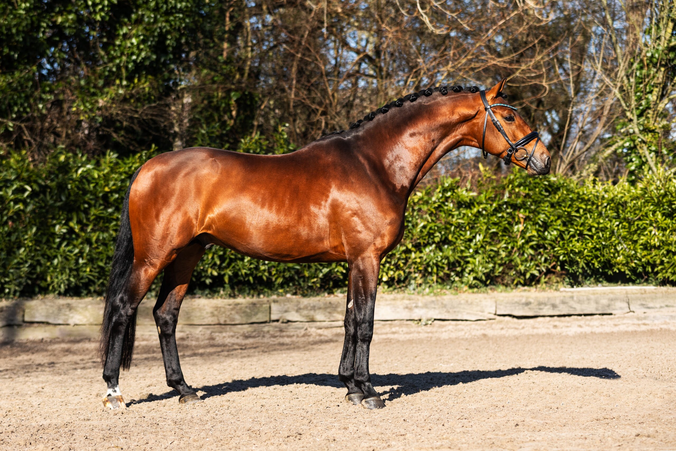 StaldeKok-Senesi-4 4