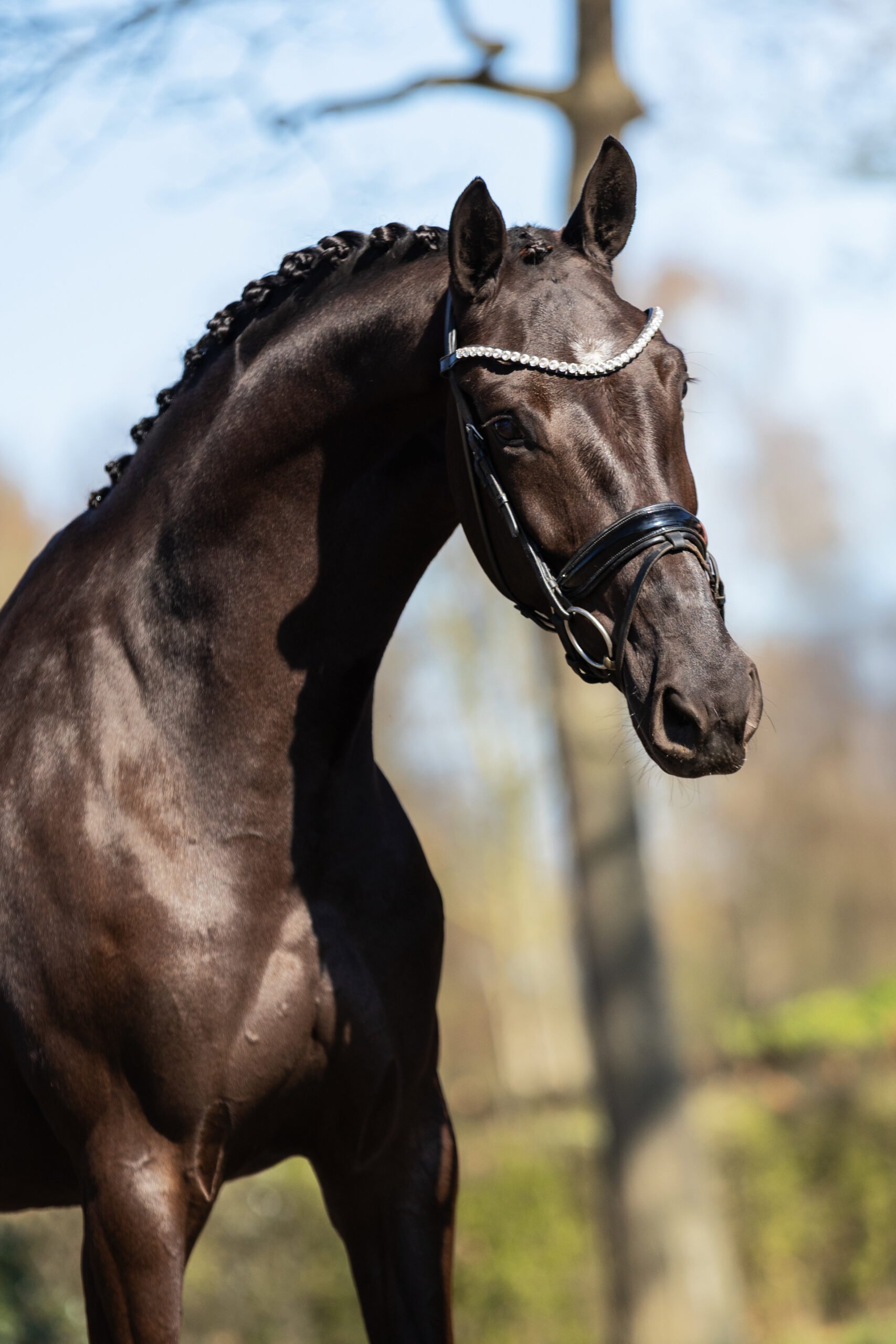 RDHorses-PeterWetzelaar-10 4