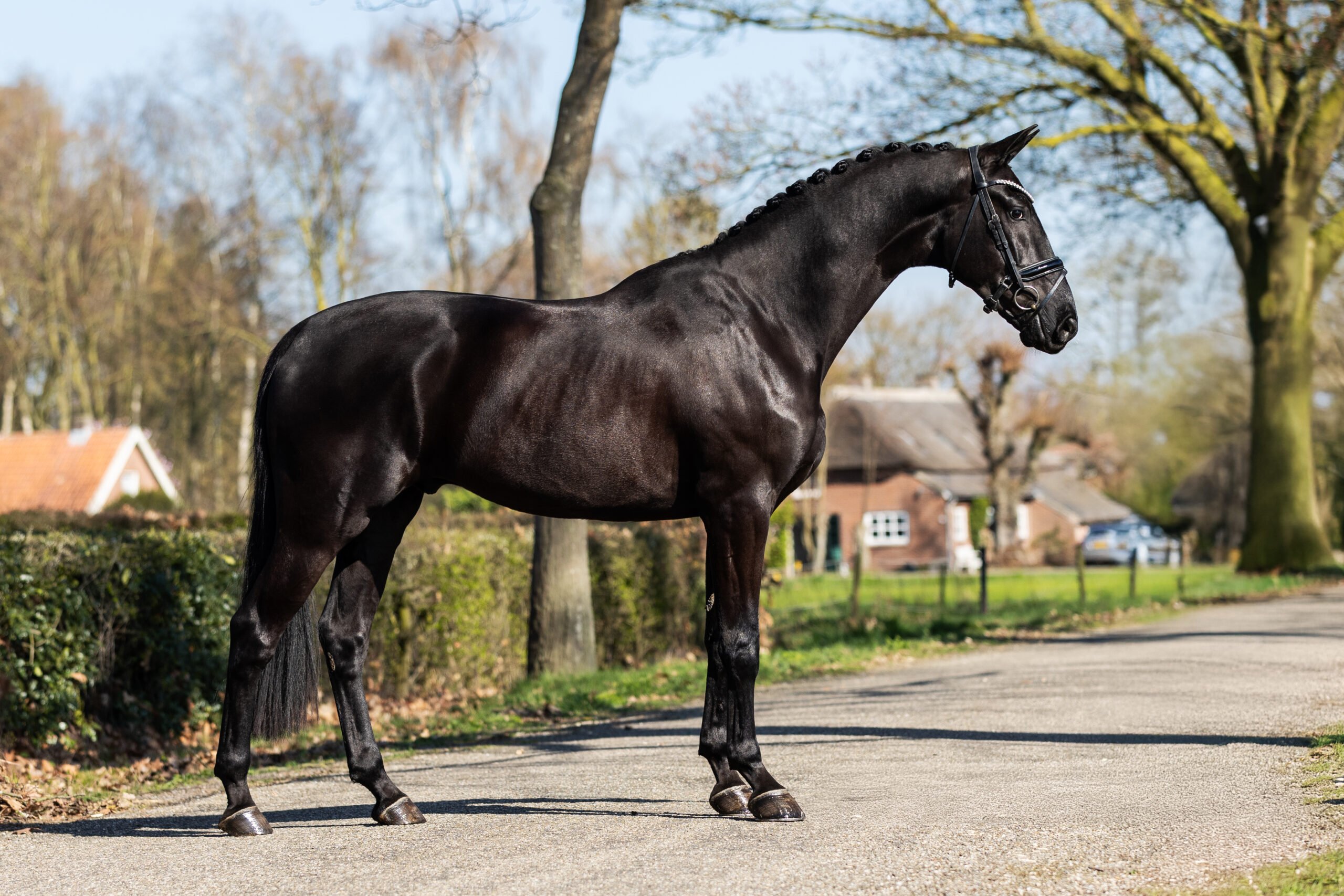 RDHorses-PeterWetzelaar-41 4