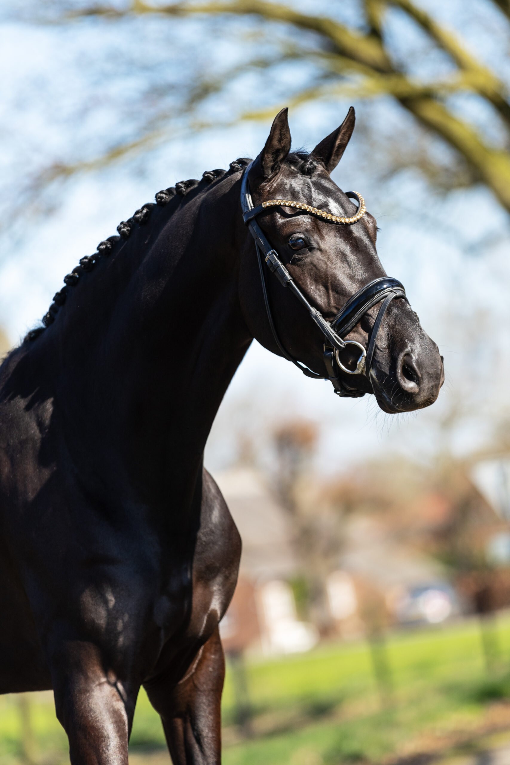 RDHorses-PeterWetzelaar-Secret-3 4