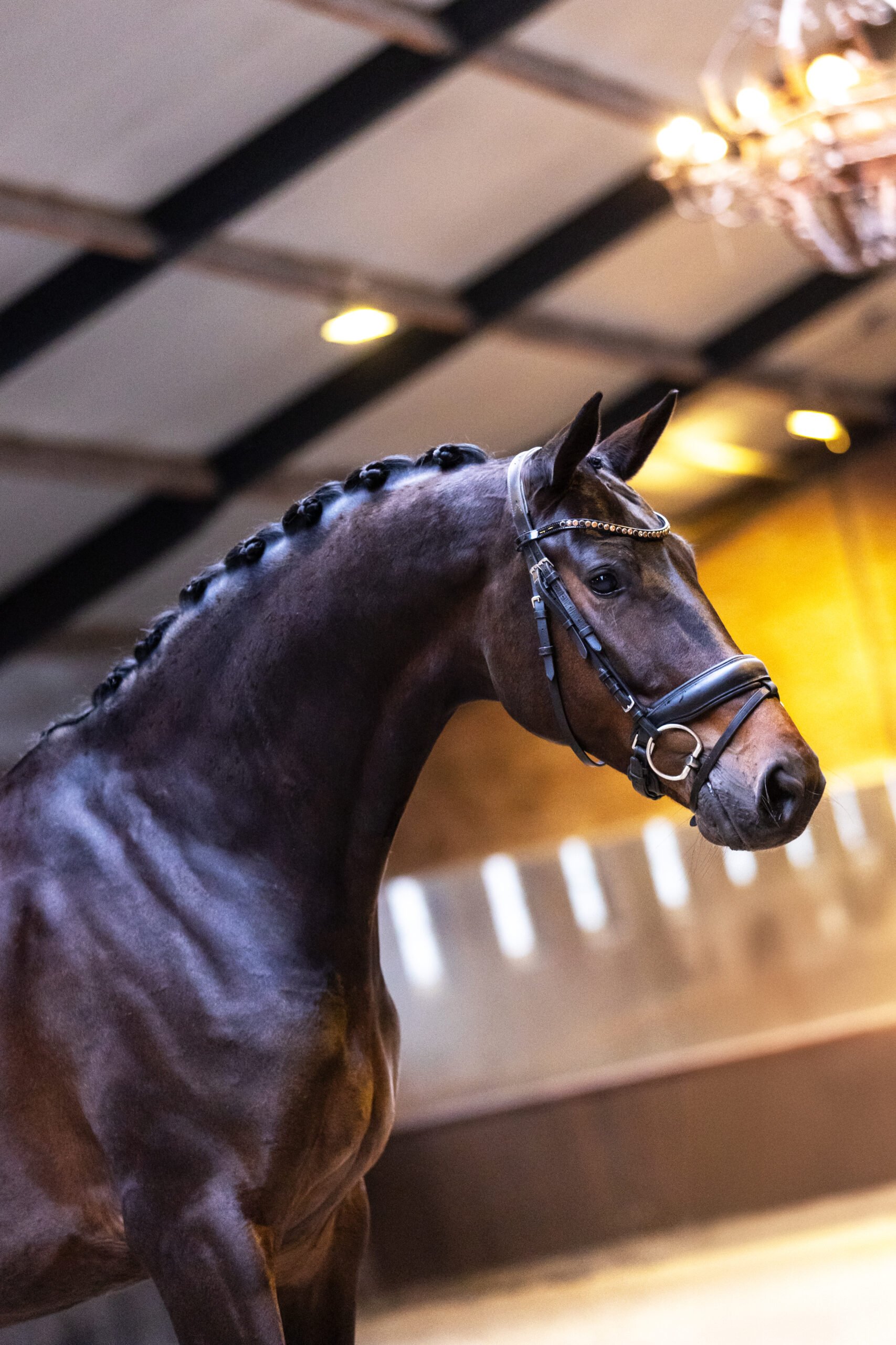 RDHorses-SjuulSpelt-10 4