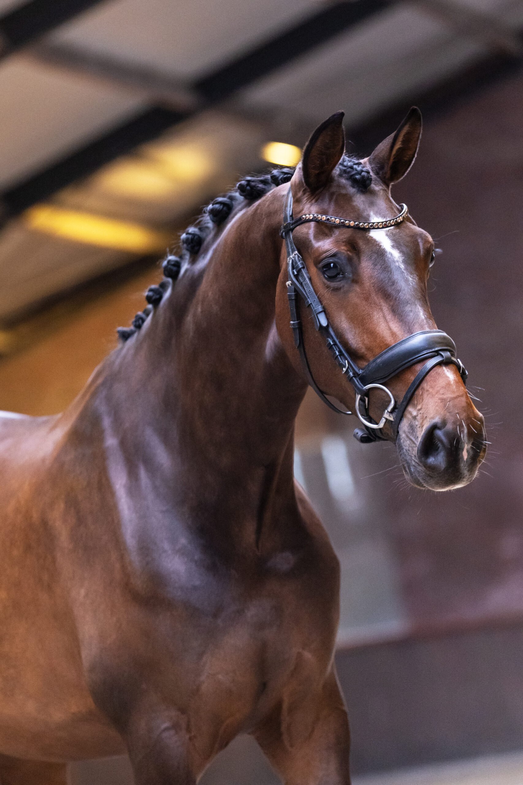 RDHorses-SjuulSpelt-2 4