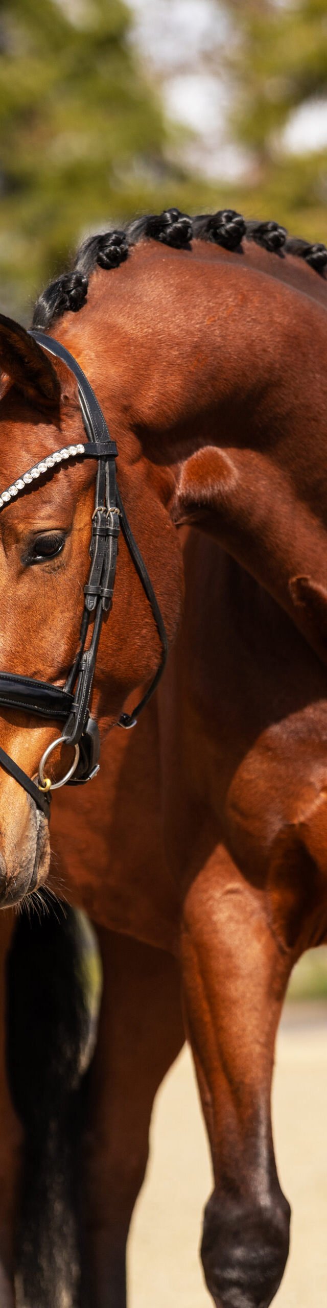 RDHorses-TCDutchSporthorses-JustforYou-5 4