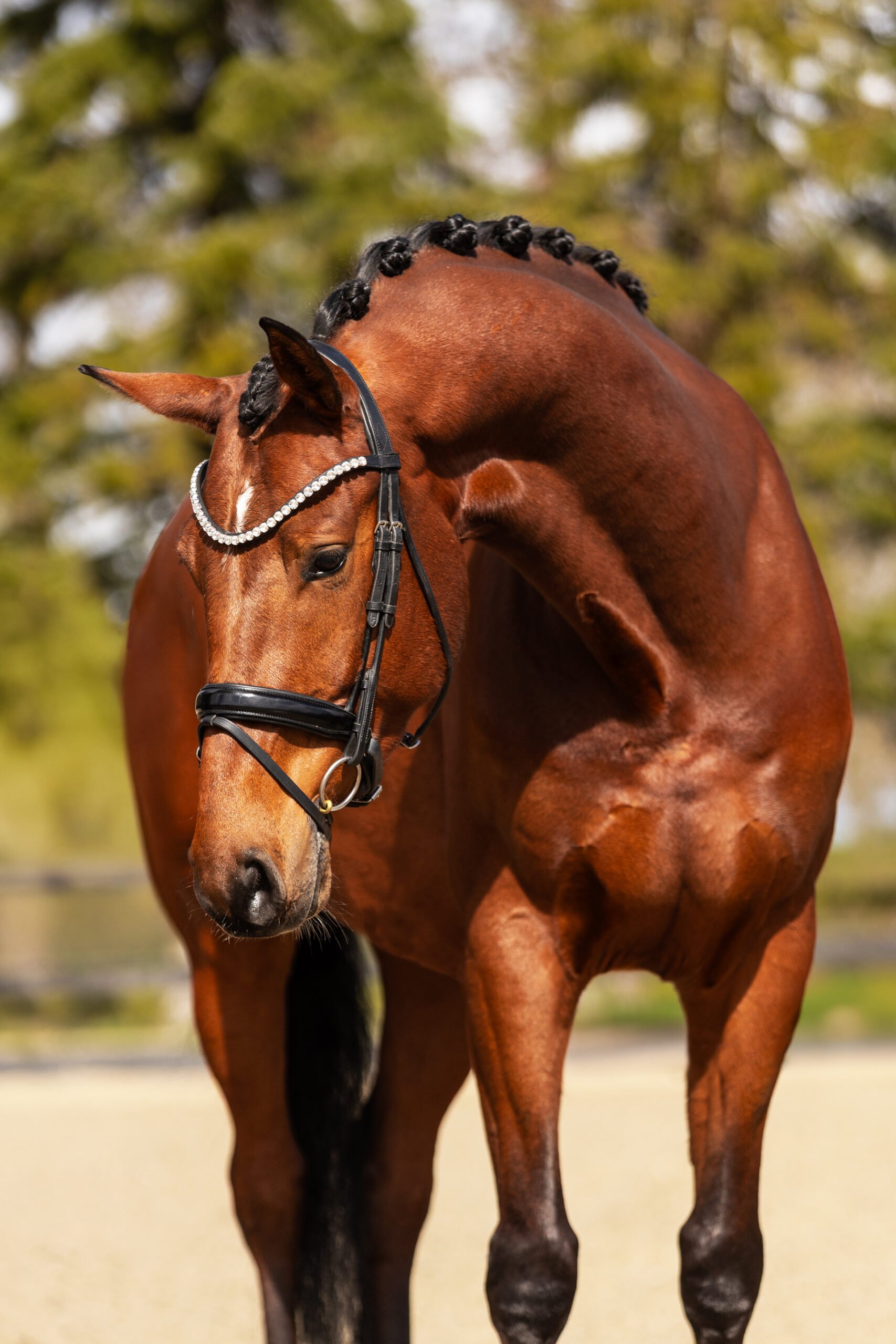 RDHorses-TCDutchSporthorses-JustforYou-5 4