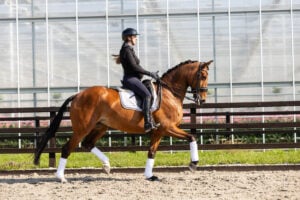 RDHorses-FransjevanderMeer-Rousseau-10 2