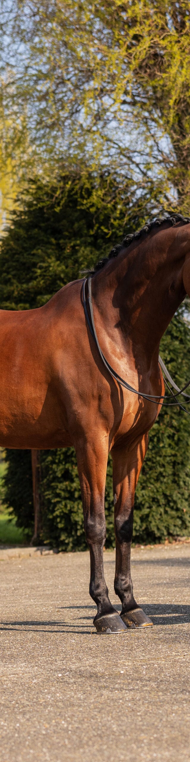 RDHorses-FransjevanderMeer-Rousseau-2 4