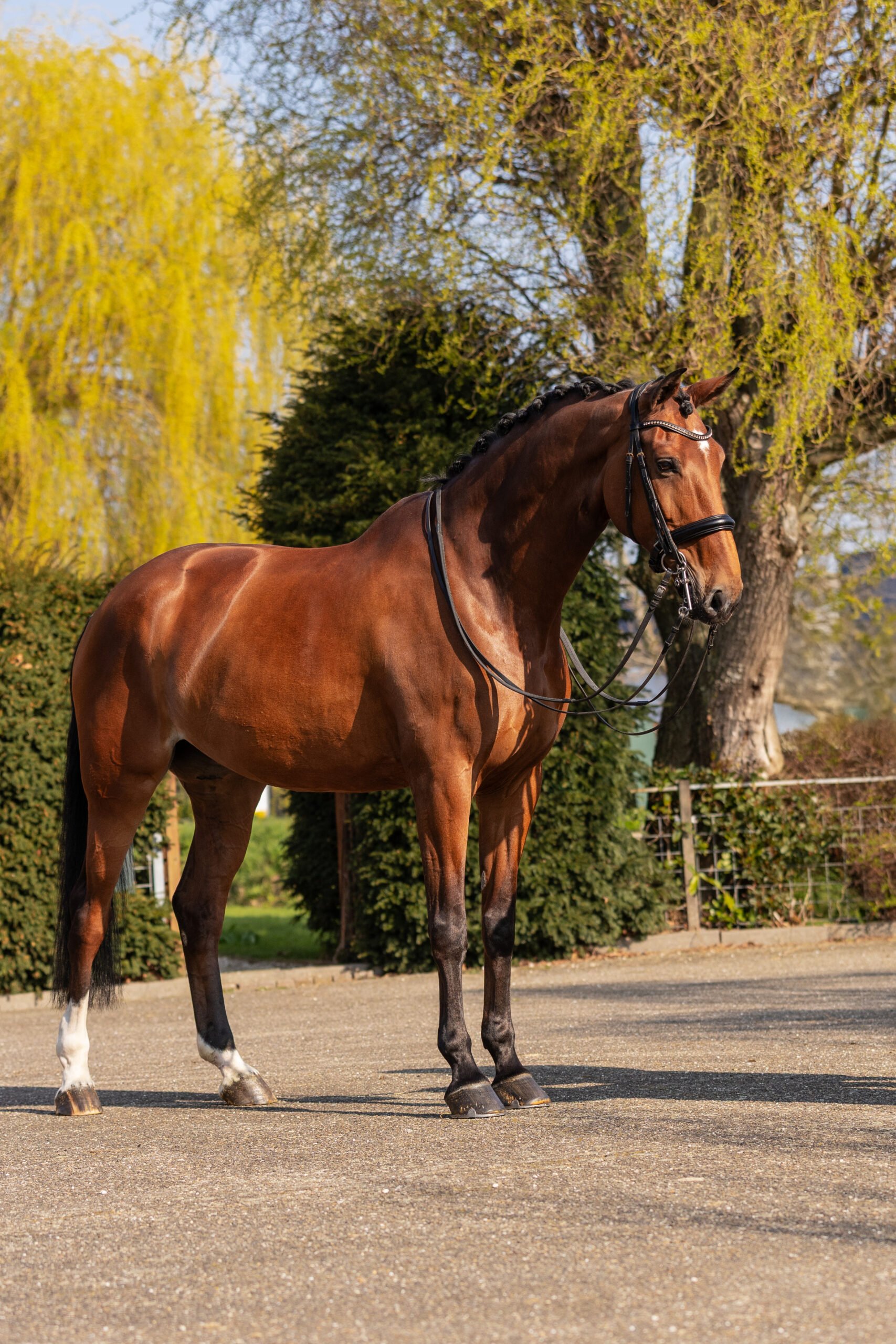 RDHorses-FransjevanderMeer-Rousseau-2 4