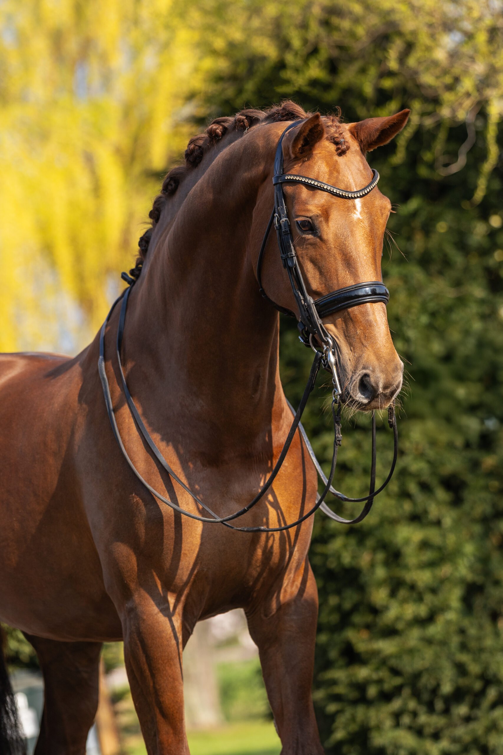 RDHorses-FransjevanderMeer-Vos-4 4