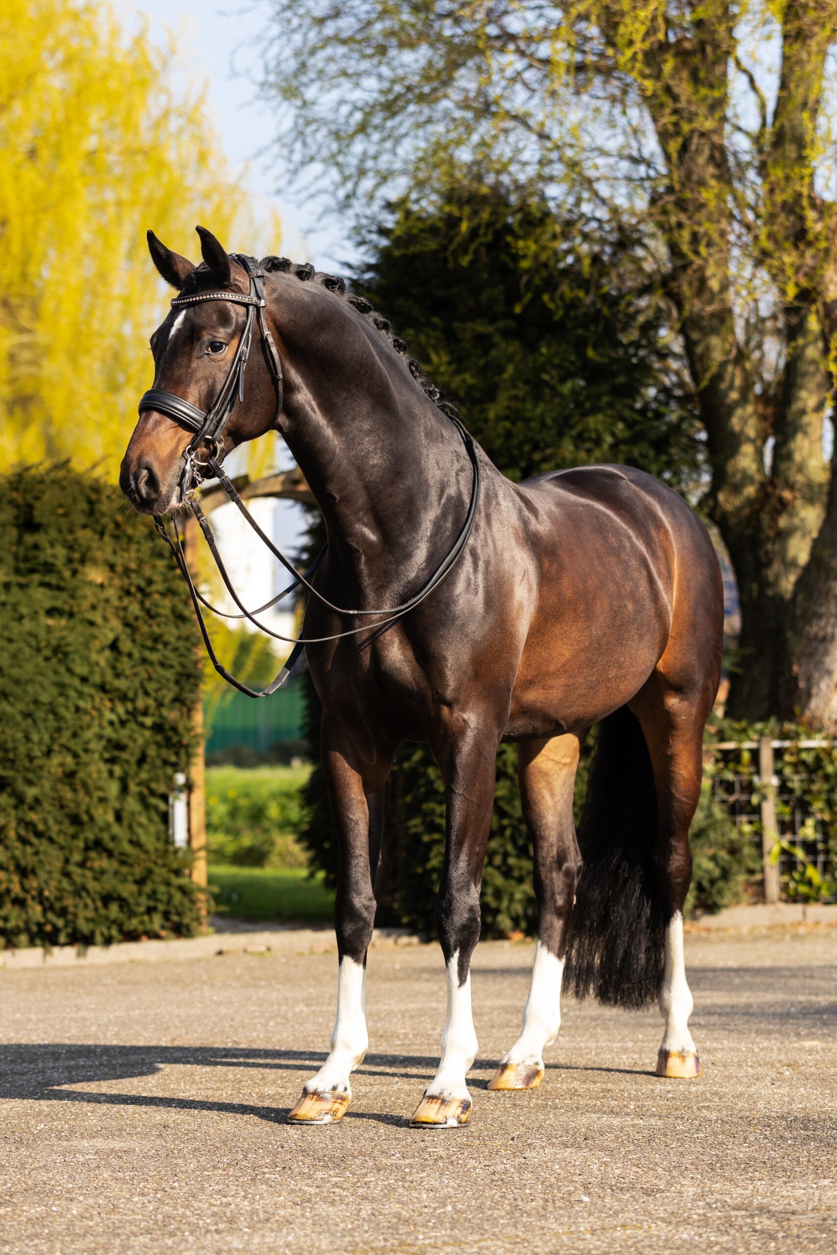 RDHorses-FransjevanderMeer-bruin-2 4