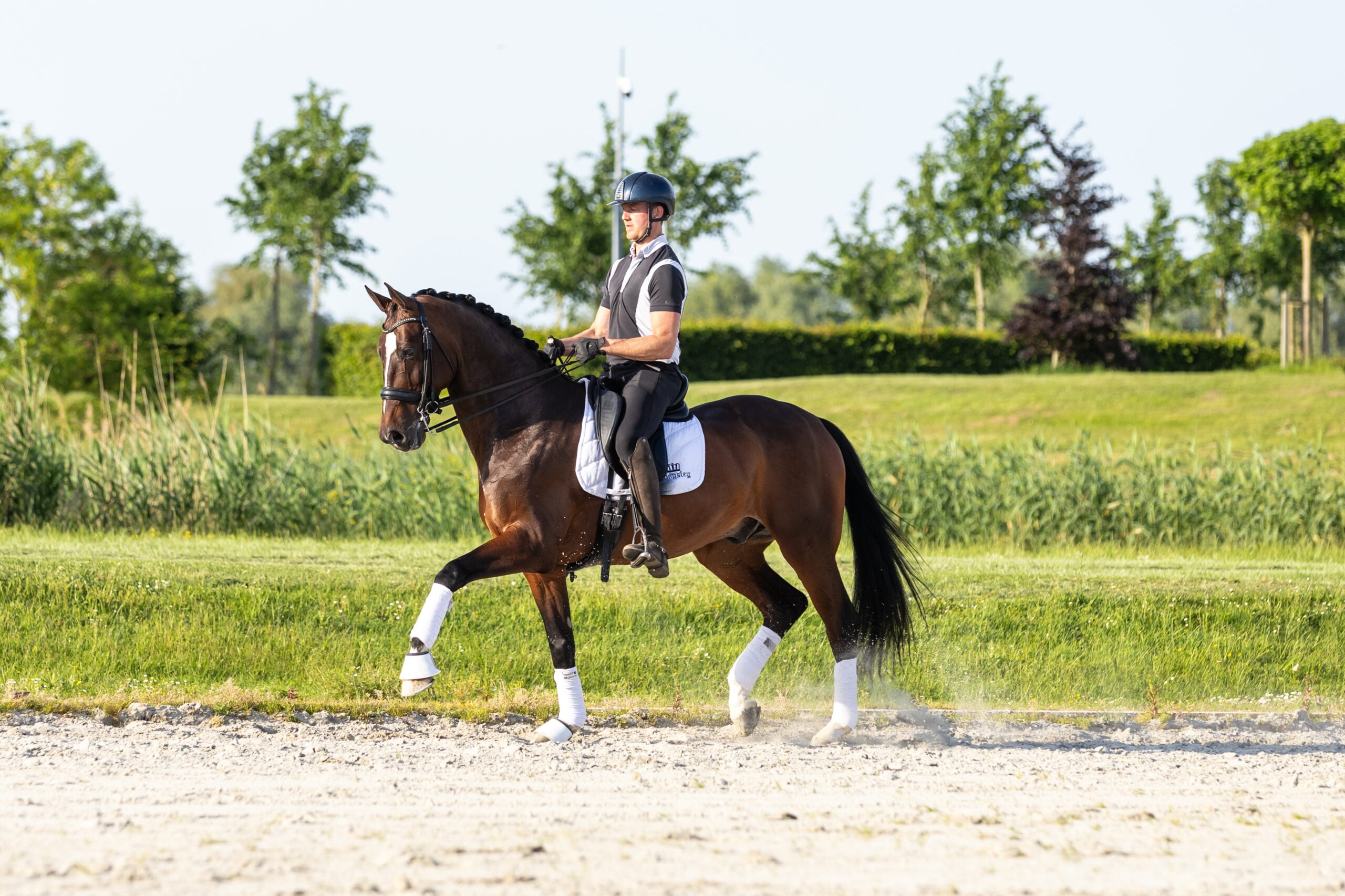 RDHorses-LennartBos-19 2
