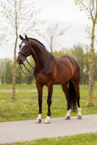 RDHorses-LennartBos-LordLeatherdale-4 4