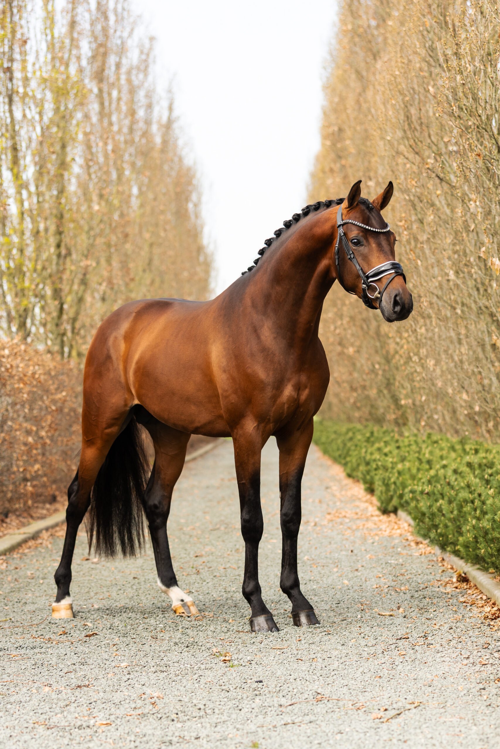 RDHorses-MCClaren1 4