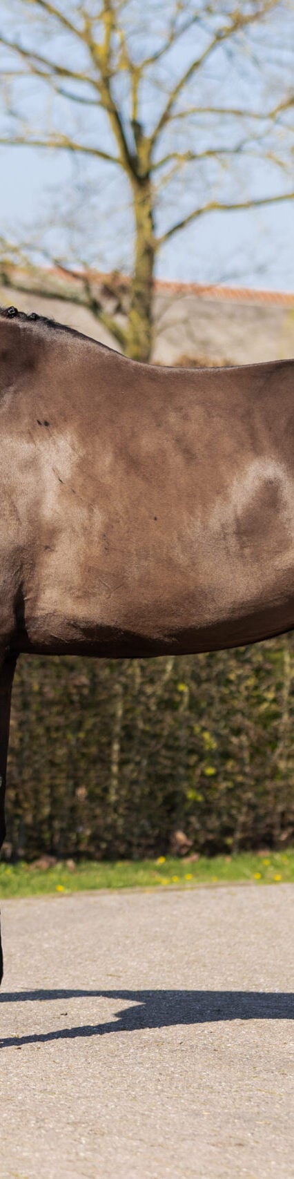 RDHorses-Marijke-4 4