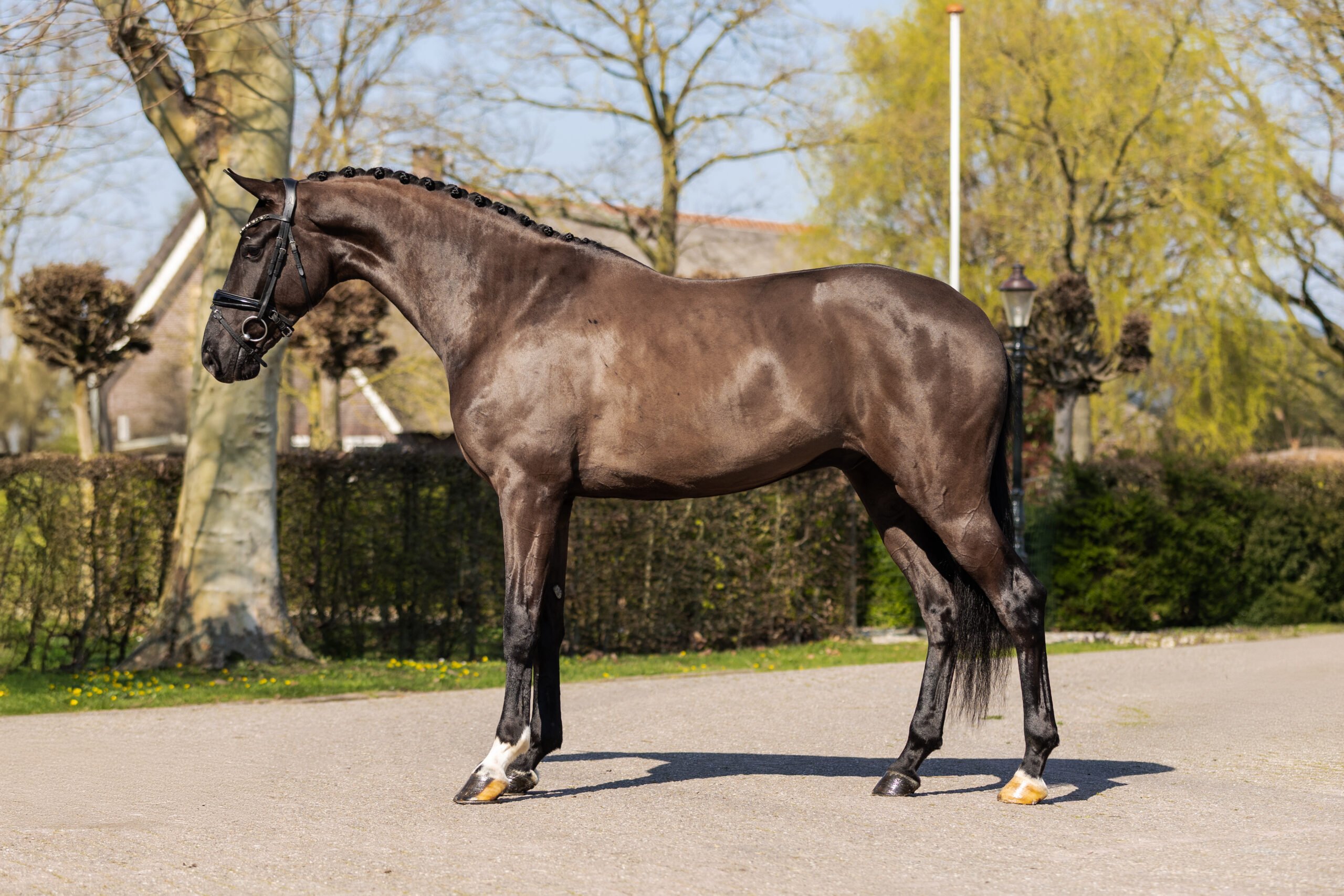 RDHorses-Marijke-4 4