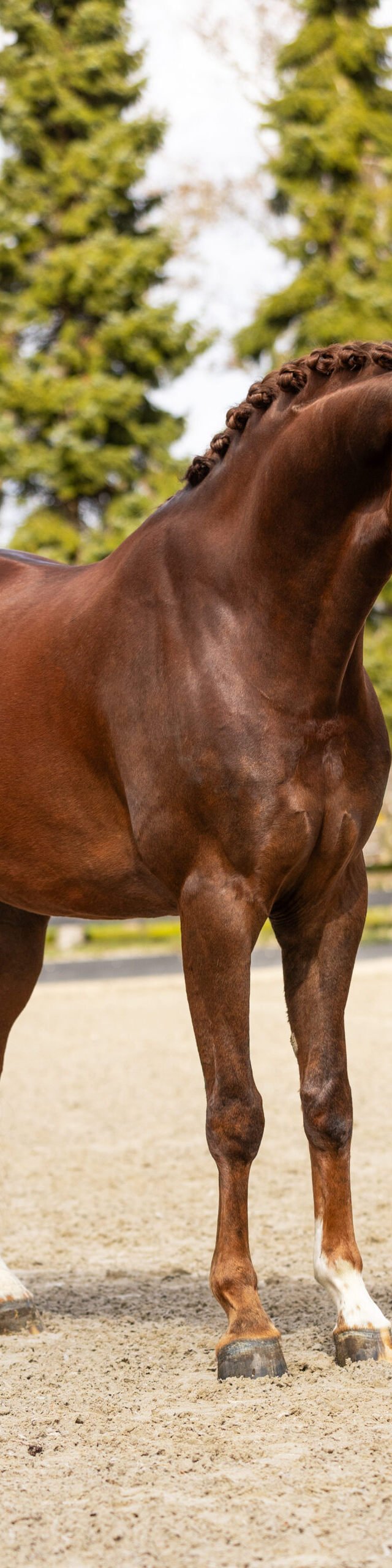 RDHorses-TCDutchSportHorses-JoopTC-6 4