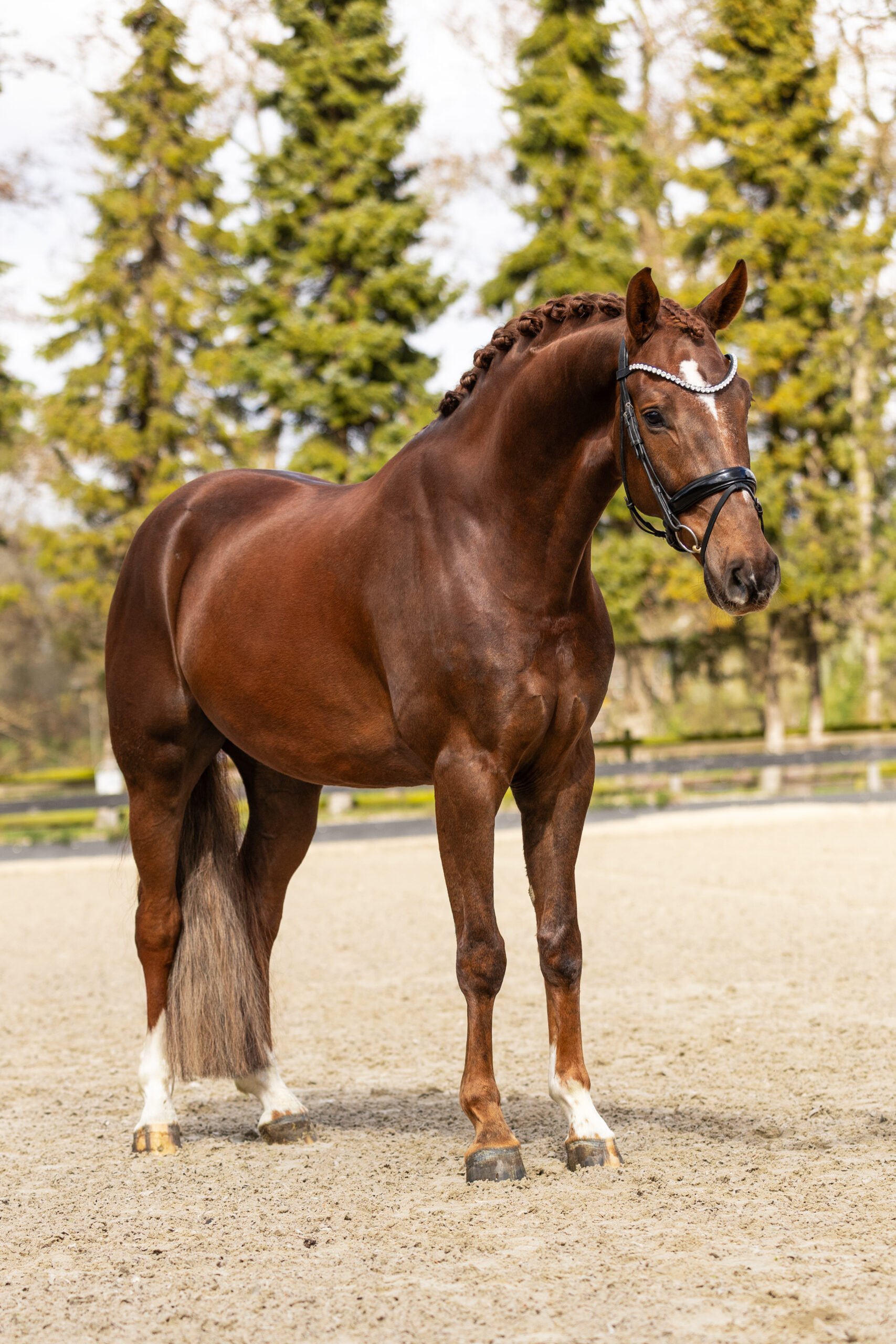 RDHorses-TCDutchSportHorses-JoopTC-6 4