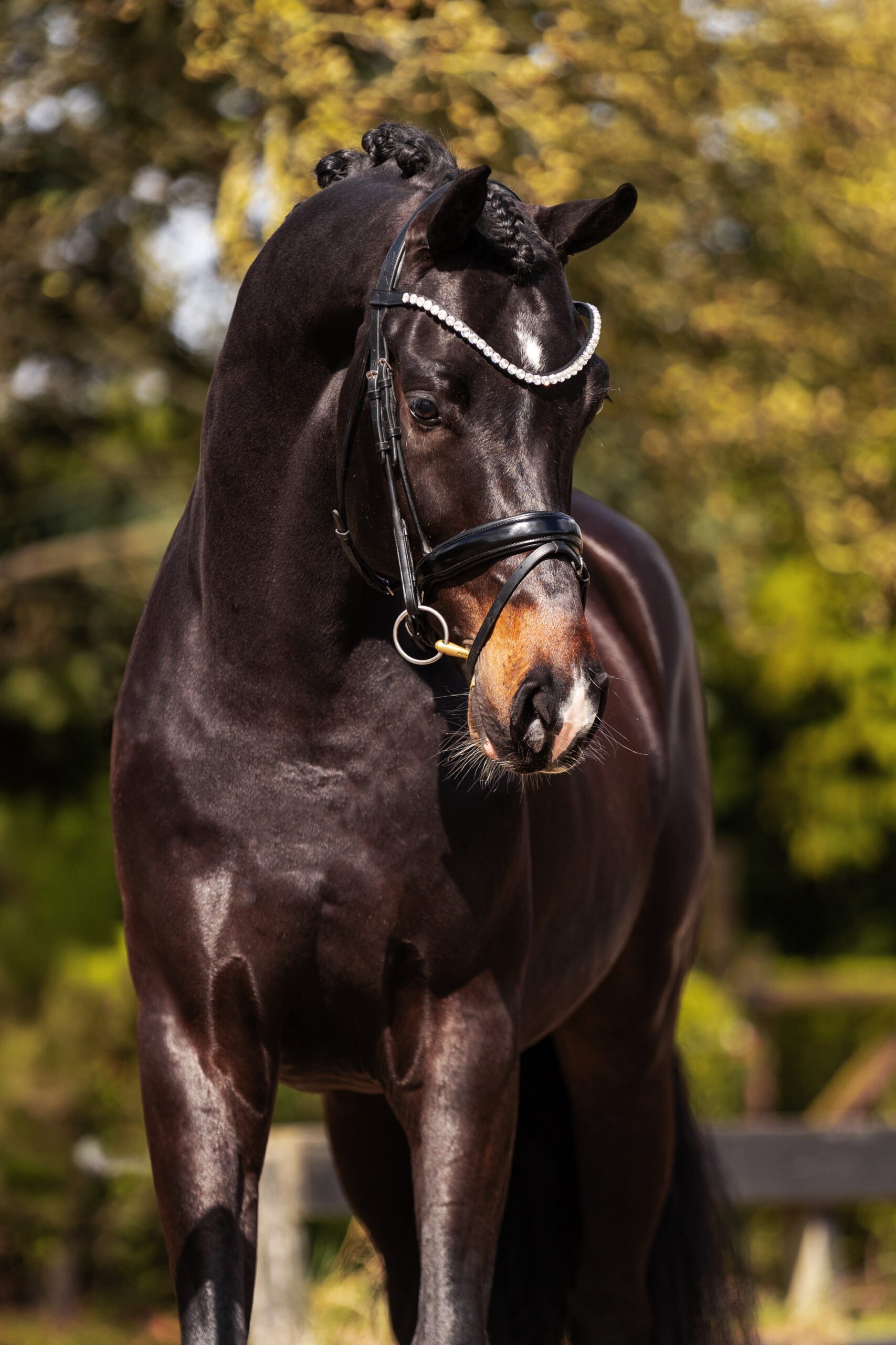 RDHorses-TCDutchsporthorses-Rotterdam1 5