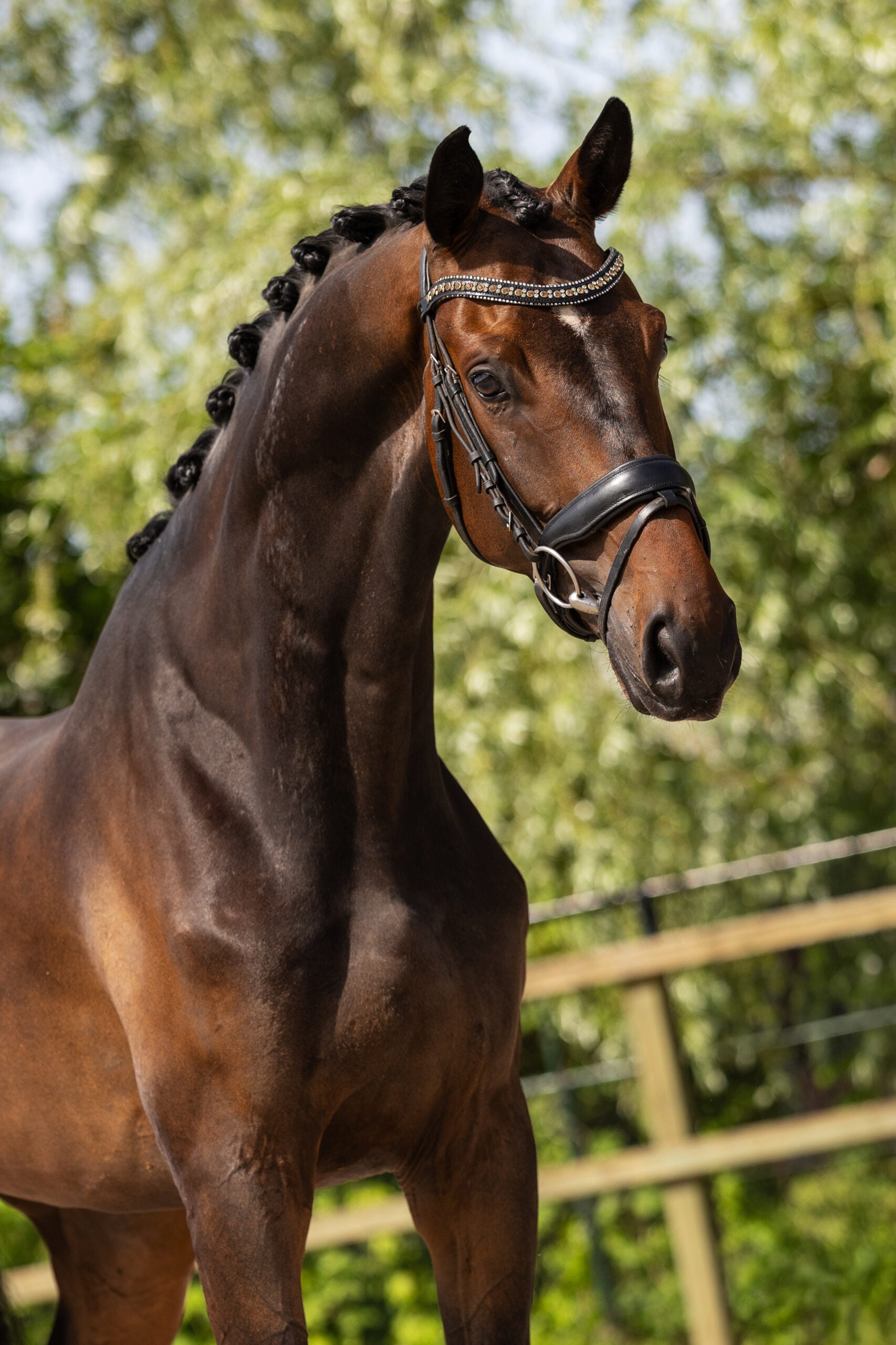 RDHorses-JoseVanHaaren-LouisTerKwinke-6 4