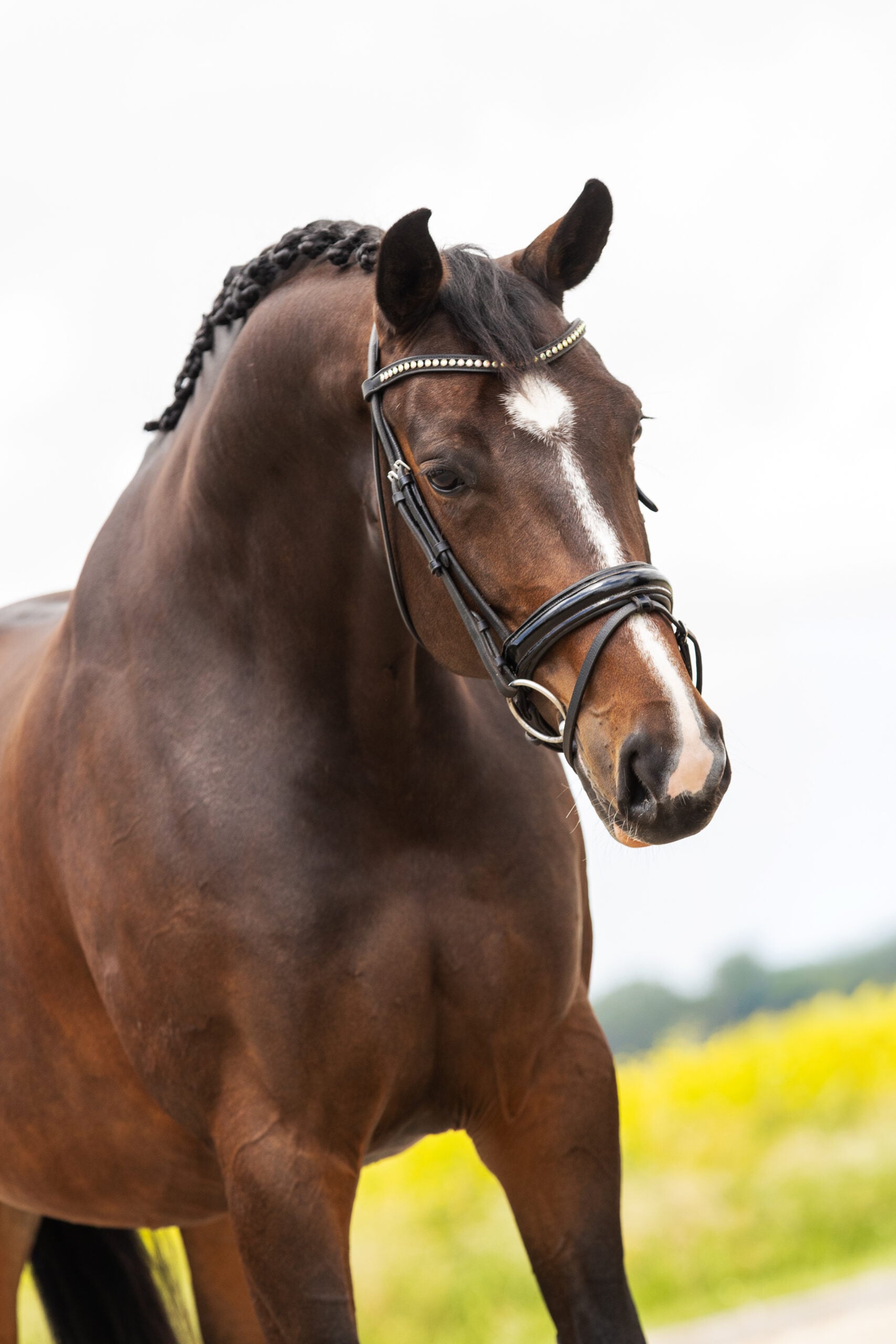 RDHorses-JustWimphof-3 4