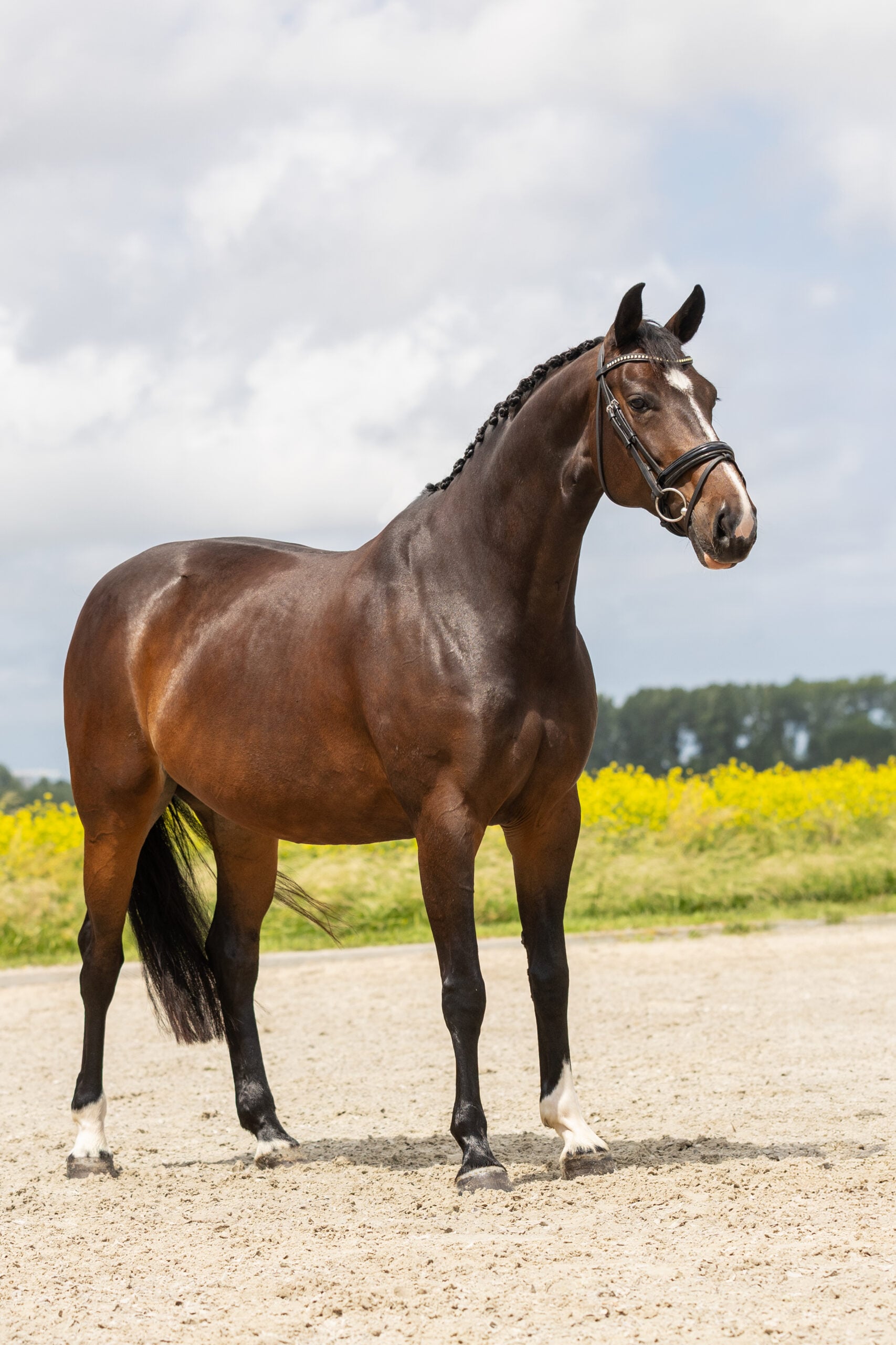 RDHorses-JustWimphof-5 4