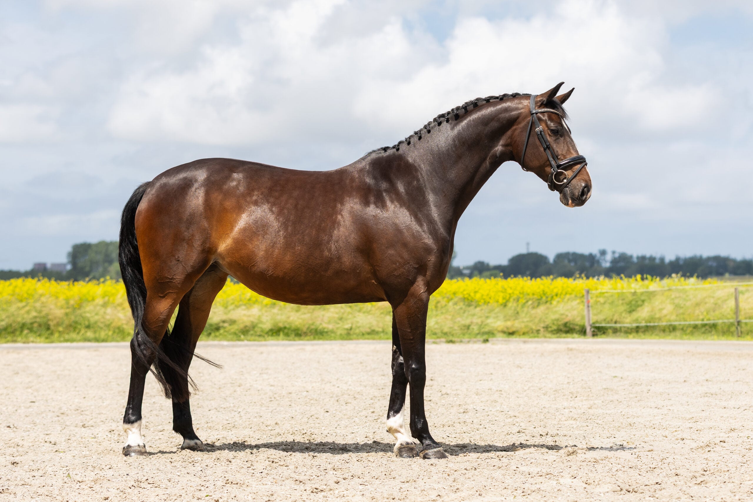 RDHorses-JustWimphof-6 4