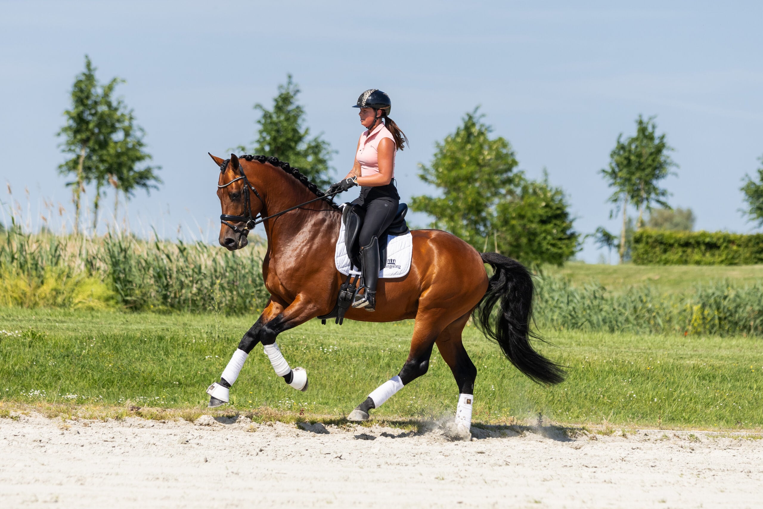 RDHorses-LennartBos-Sensei-16 3