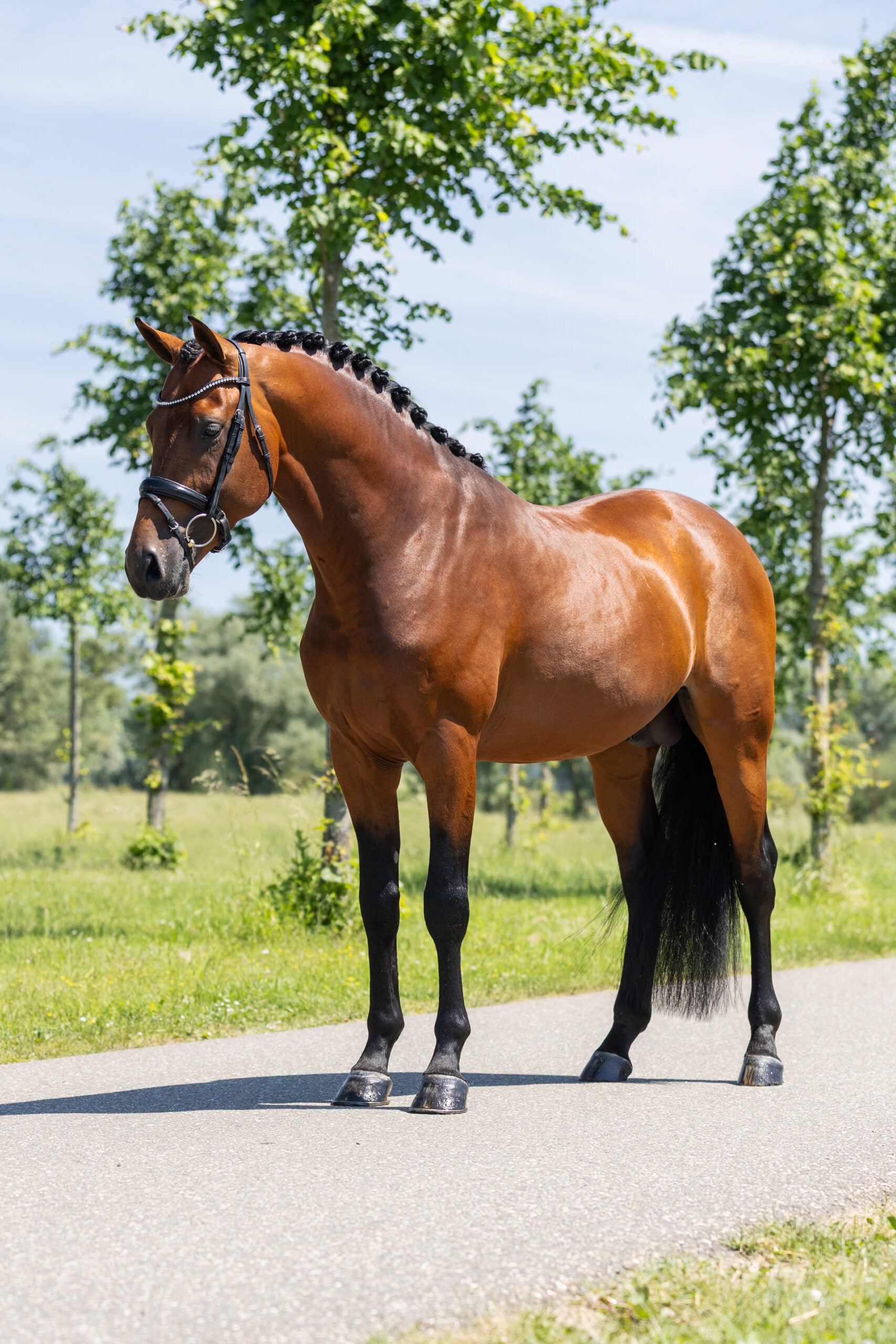 RDHorses-LennartBos-Sensei-2 4