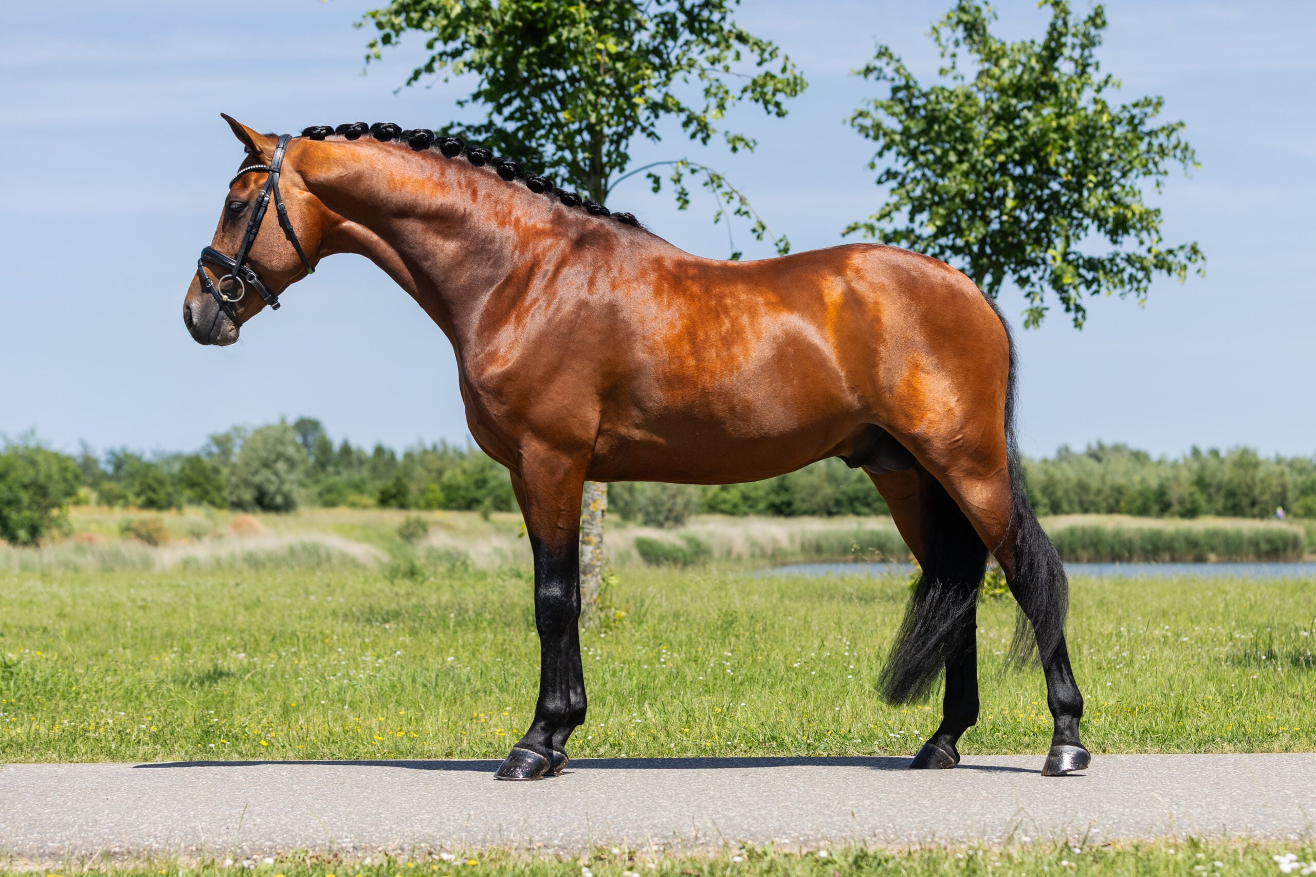 RDHorses-LennartBos-Sensei-3 4