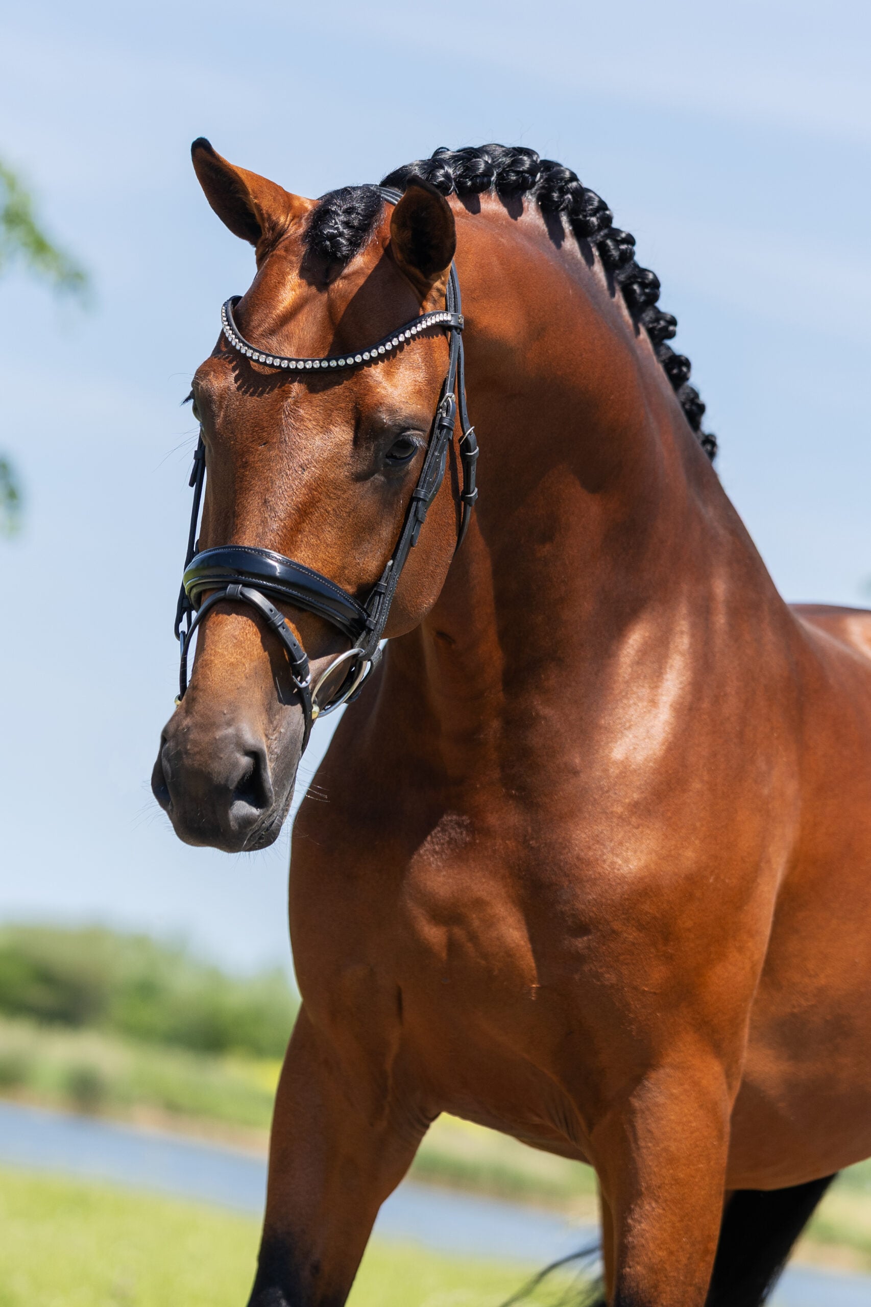 RDHorses-LennartBos-Sensei-6 4