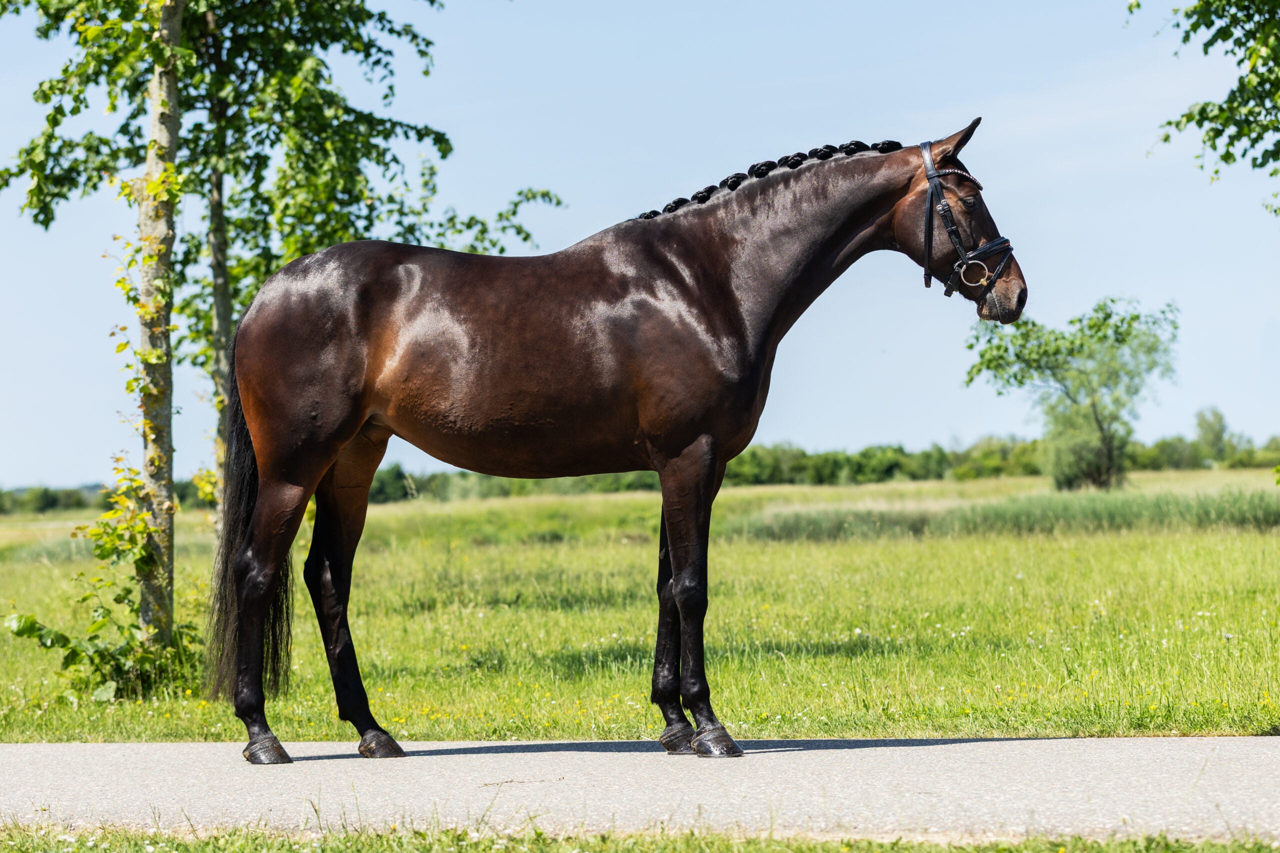 RDHorses-LennartBos-Sensie-2 4