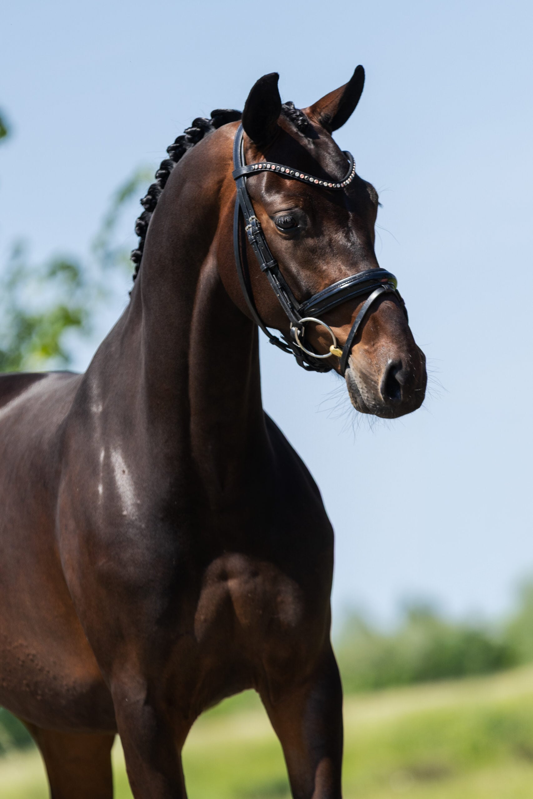 RDHorses-LennartBos-Sensie-8 4