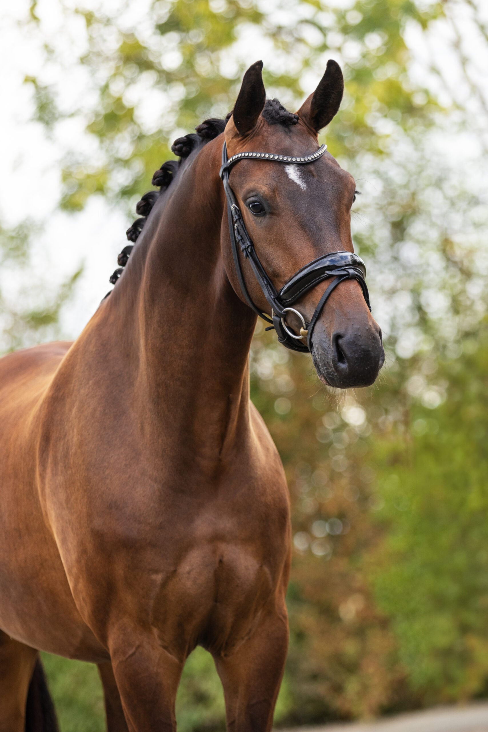 RDHorses-Demi-2 3