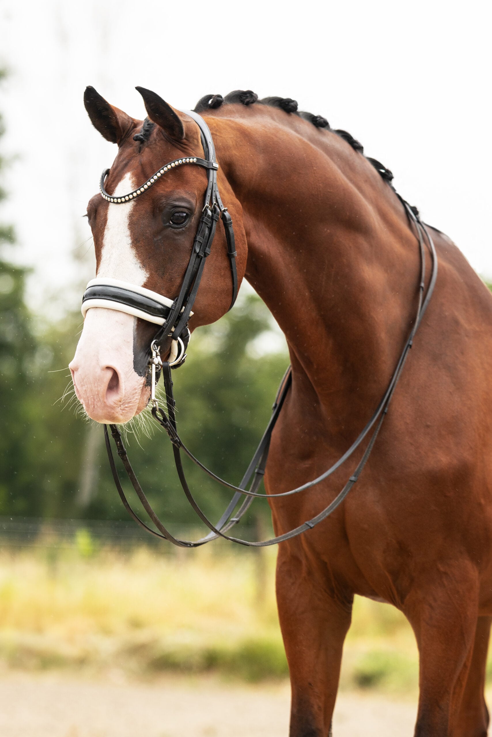 RDHorses-MarijkevanderGiesen-13 4