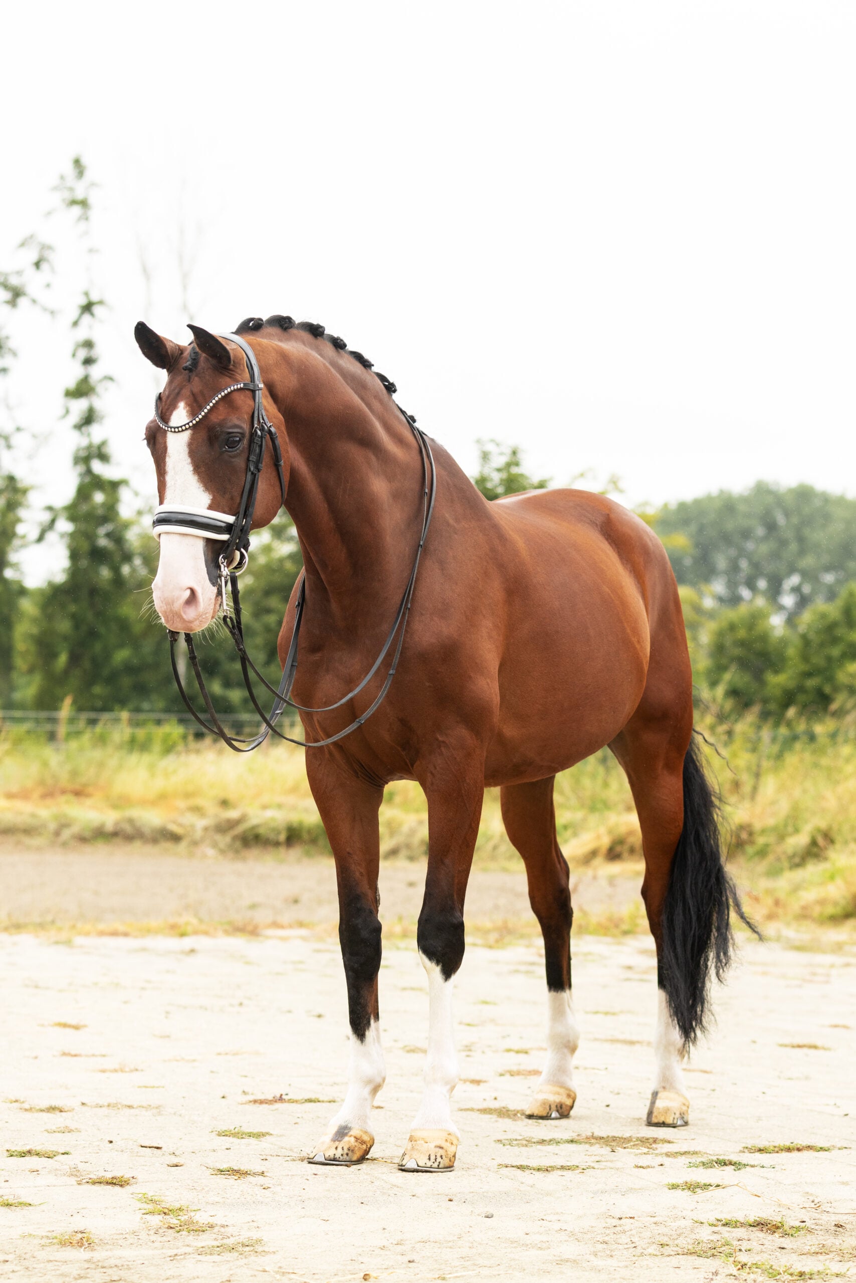 RDHorses-MarijkevanderGiesen-14 3