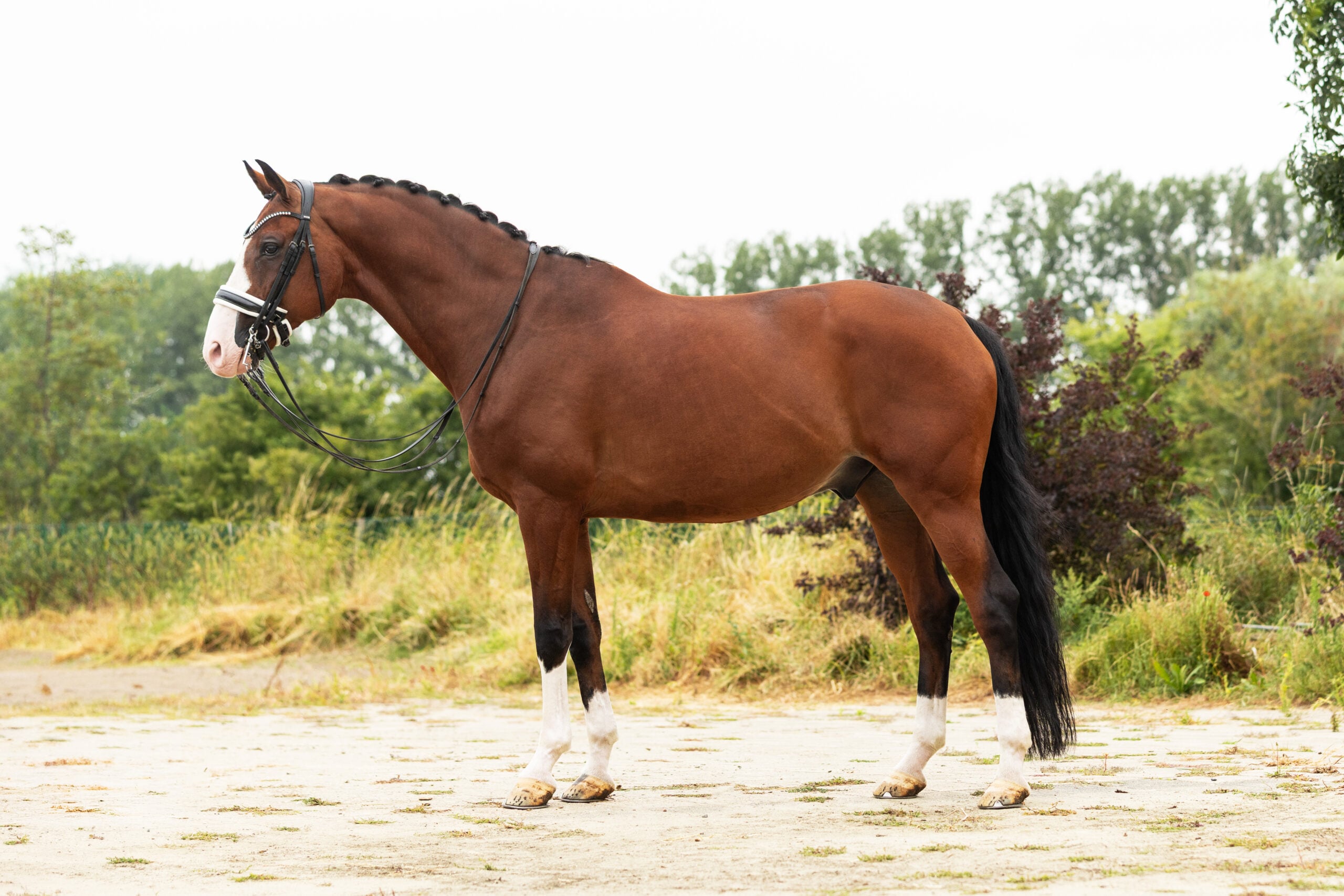 RDHorses-MarijkevanderGiesen-15 4