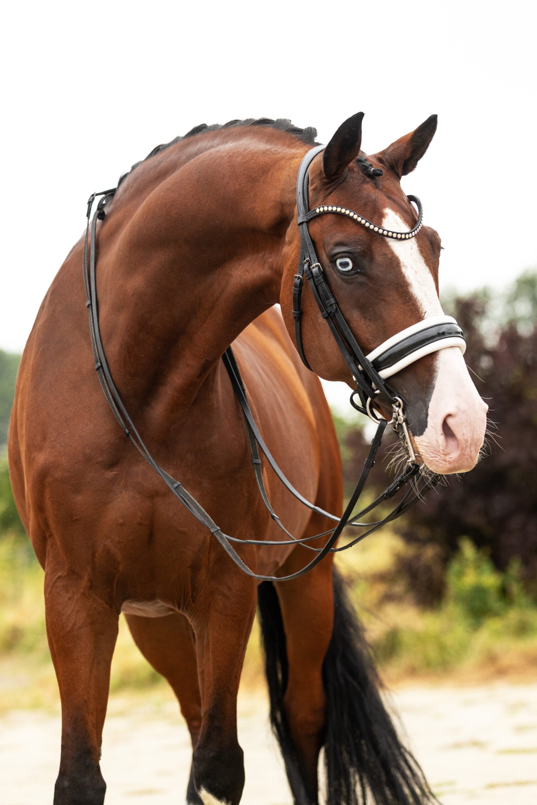 RDHorses-MarijkevanderGiesen-17 4