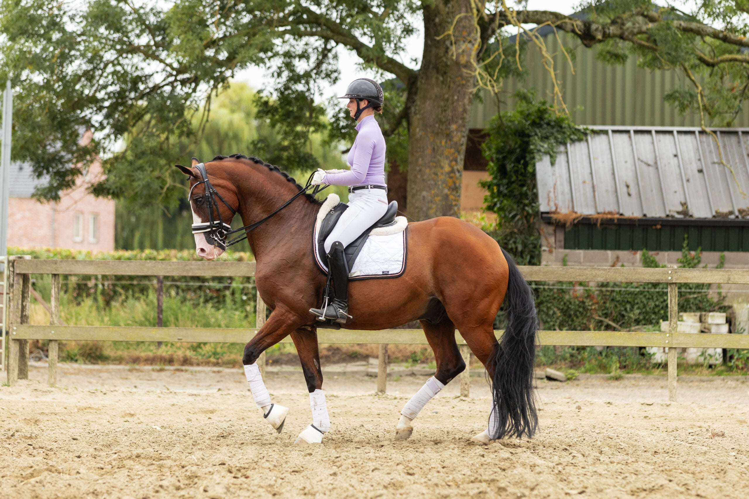 RDHorses-MarijkevanderGiesen-25 2