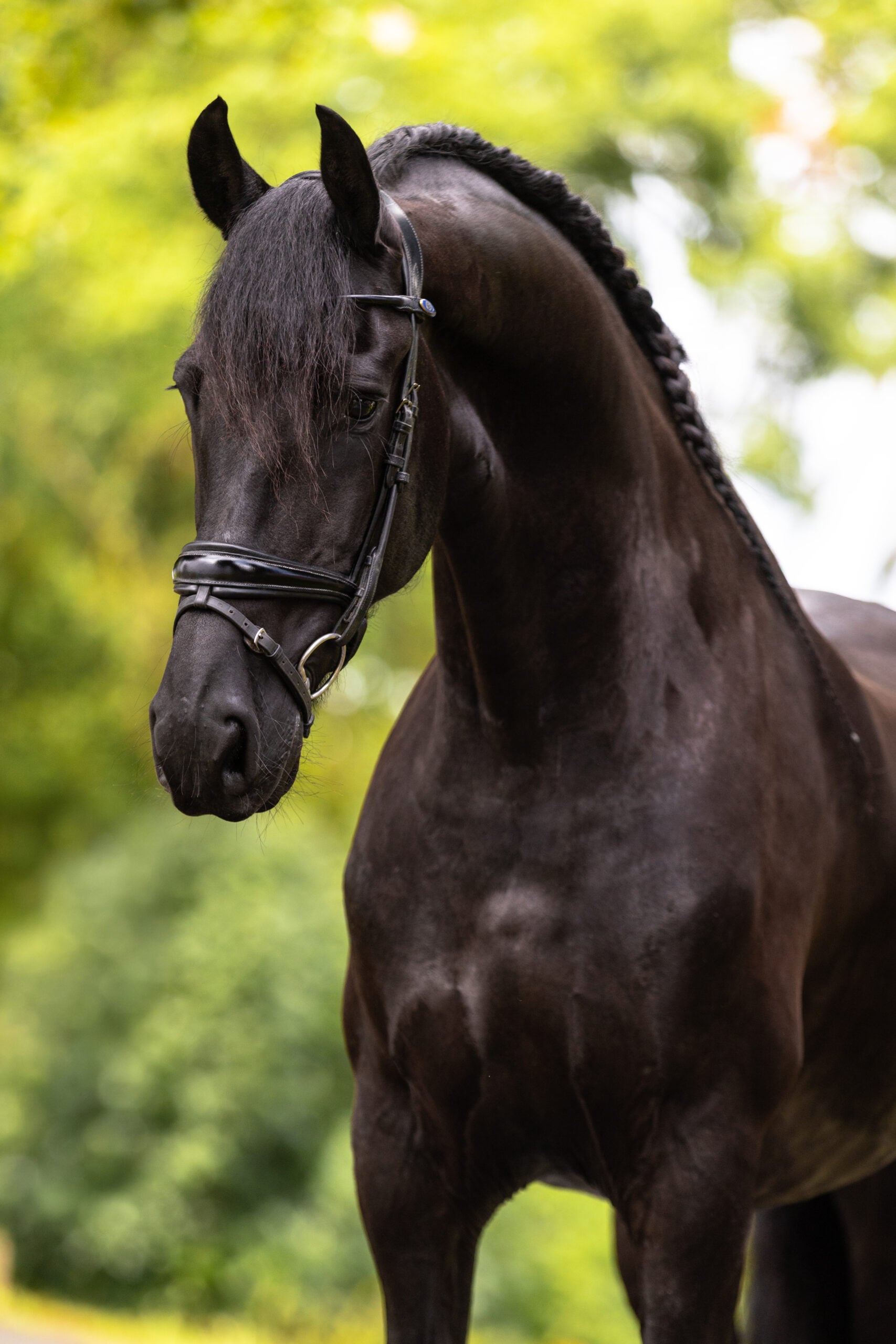 RDHorses-Parel-5 4