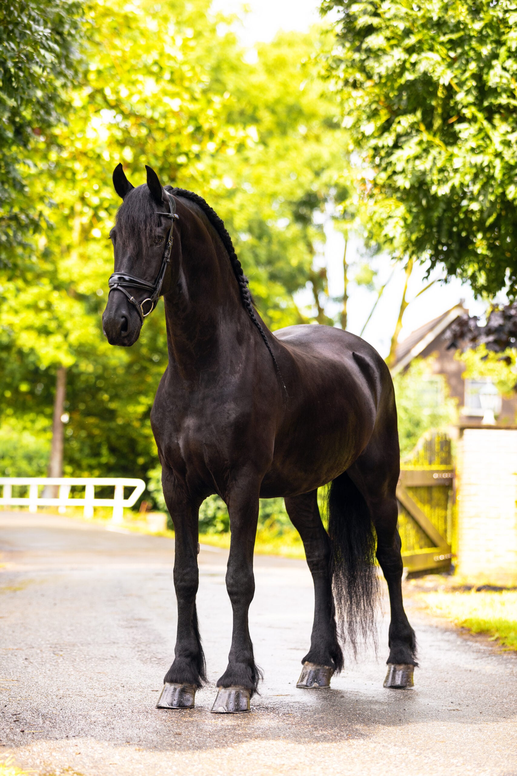 RDHorses-Parel-6 4